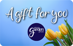 A Gift for You Yellow Tulips - NEW
