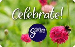 Celebrate Bee - NEW