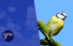 Blue Tit Animated