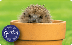 Hedgehog